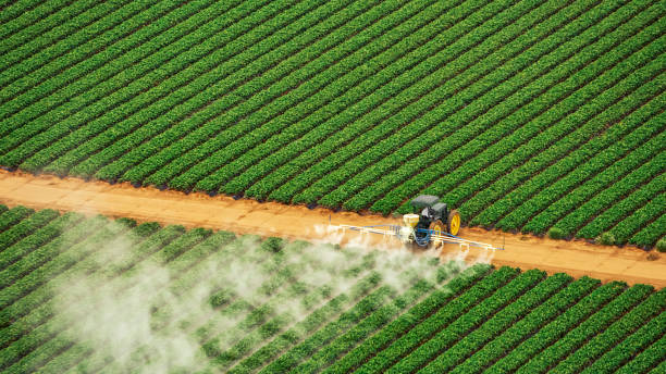Best Termite Control Services  in Central Park, WA