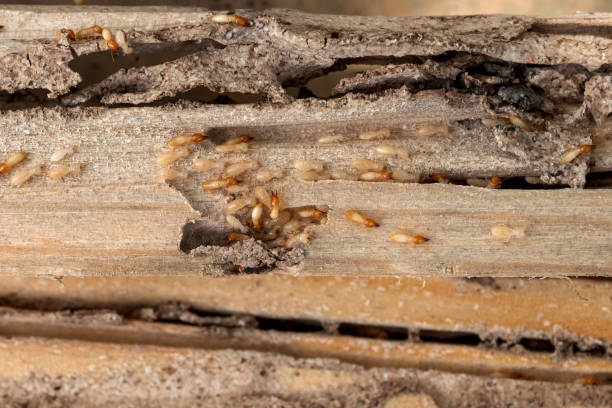 Best Pest Prevention Services  in Central Park, WA